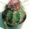 Melocactus_maxonii